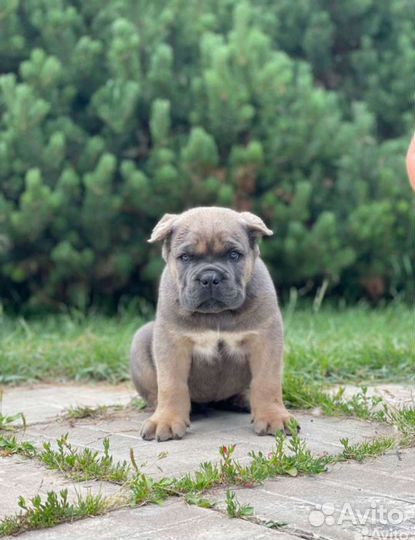 Щенки кане корсо