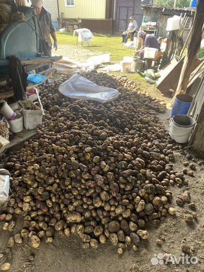 Домашний картофель