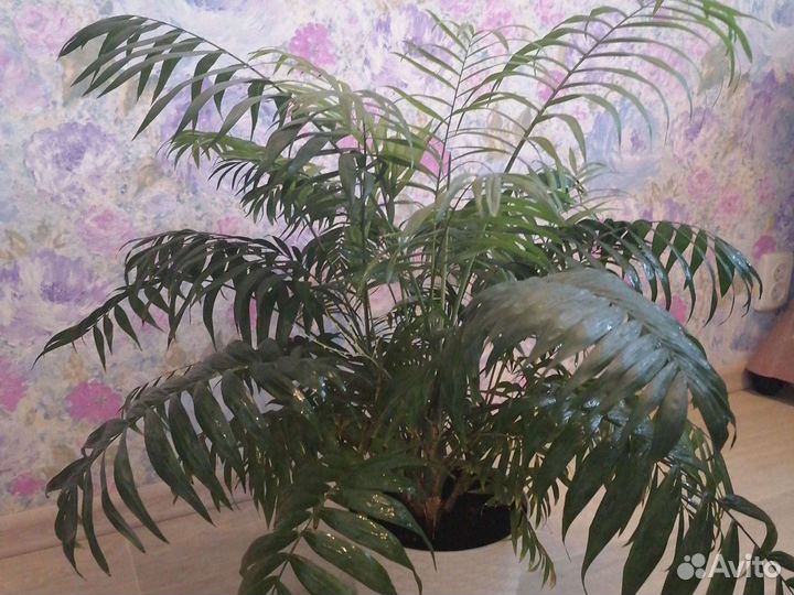 Пальма хамедорея