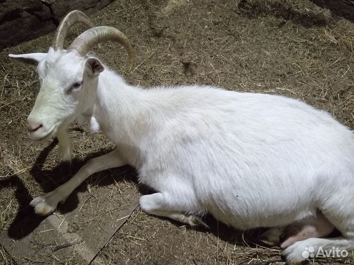 Коза дойная. Козлик.продам