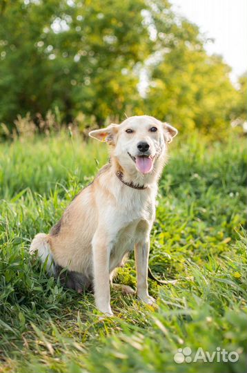 Собака из приюта в добрые руки