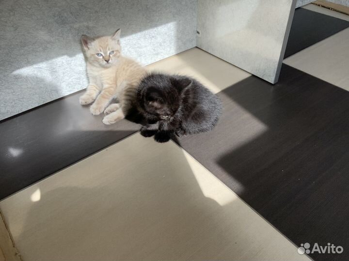 Котята бесплатно