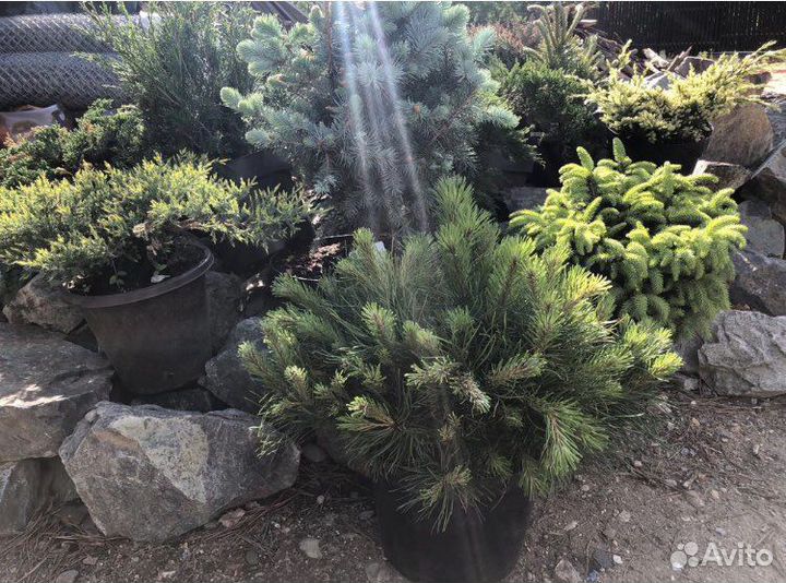 Ель голубая 