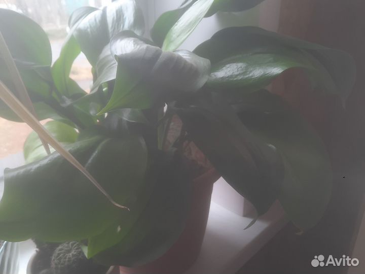 Эухарис амазонская лилия