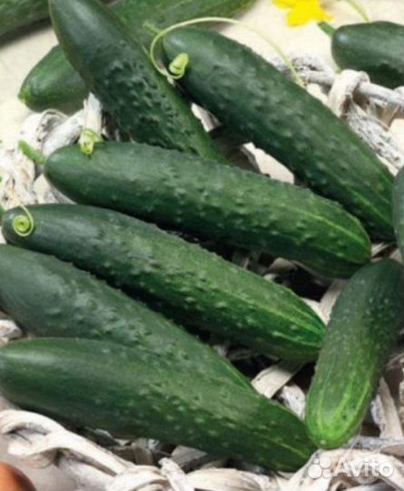 Продам огурцы