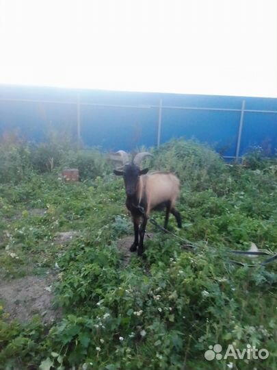 Продается козлик чешский