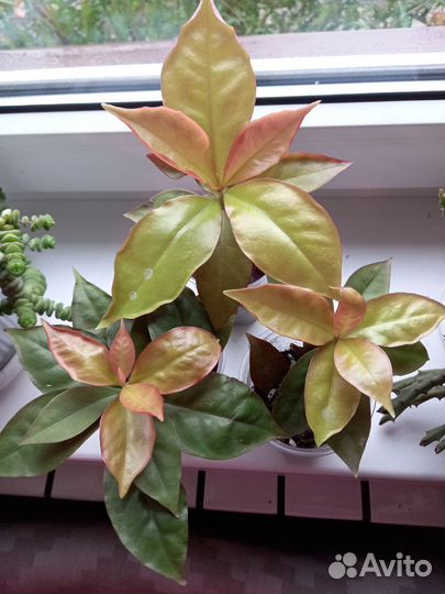 Комнатные растения цветы