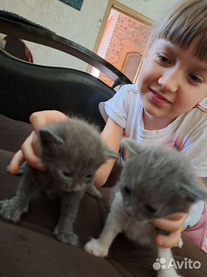 Вислоухие котята в добрые руки
