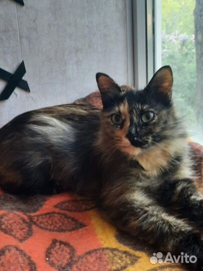 Мама-кошка с сыном ищут дом