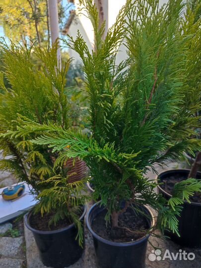 Туя голден смарагд