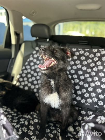 Малекий песик в отлове. Нужен дом