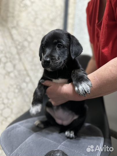 Лабрадор ритривер