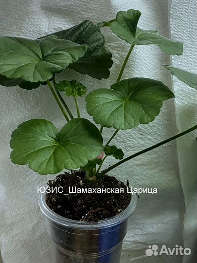 Пеларгонии сортовые юзис Шамаханская Царица