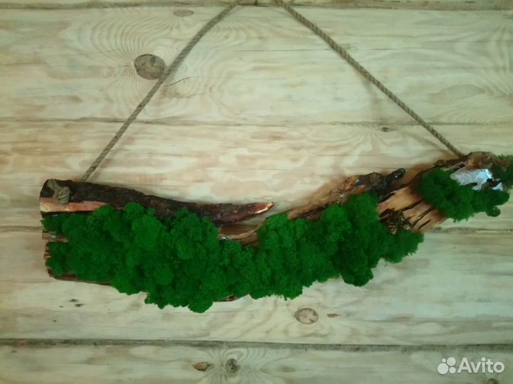 Слэб ивы с стабилизированным мхом