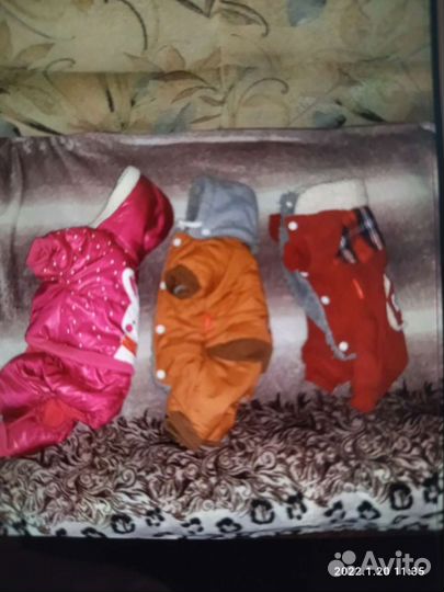 Одежда для собак