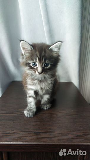 Кошки в добрые руки