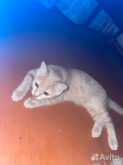 Британская кошка в дар