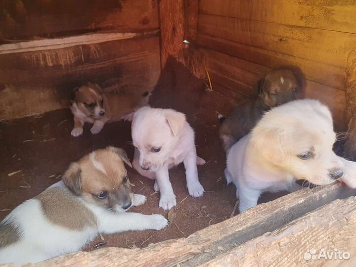 Щенята маленькой собачки