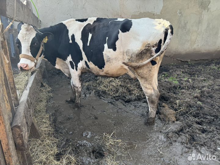 Корова высокоудойная породы Голштин