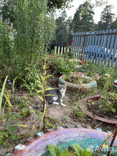 Котёнок