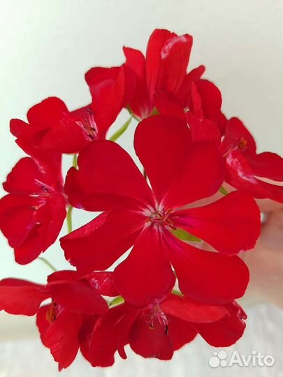 Красная герань