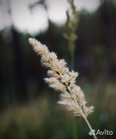 Объектив canon ef 50mm f 1 8 stm