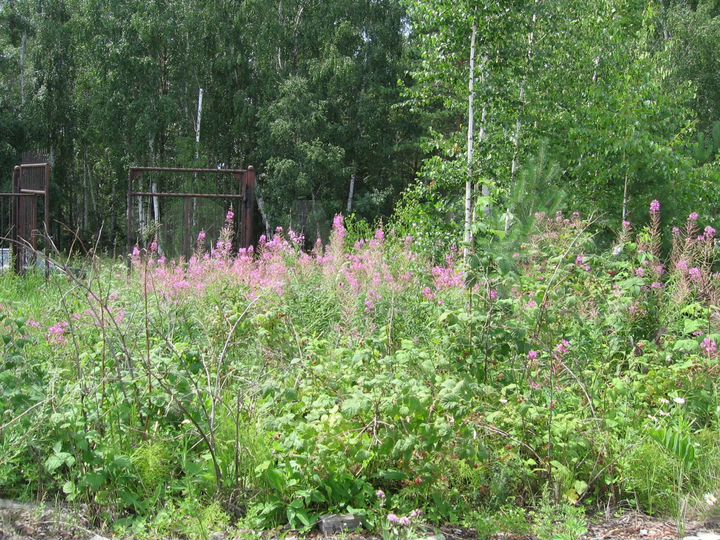 Участок 10,9 сот. (СНТ, ДНП)