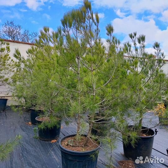 Сосна крупномер