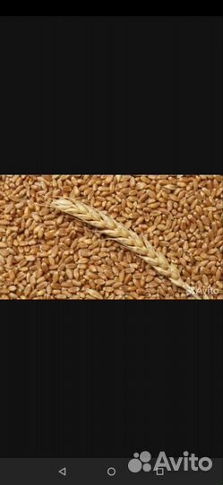 Зерно пшеница
