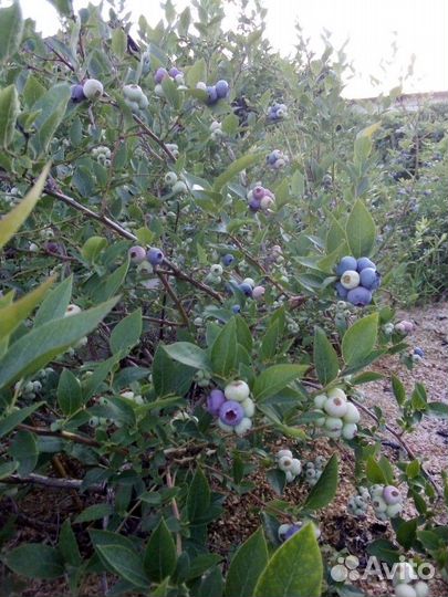 Голубика ягода