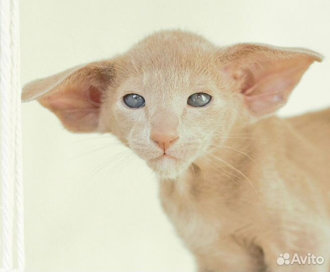 Ориентальные котята в экстрим типе