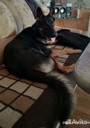 Щенки немецкой овчарки