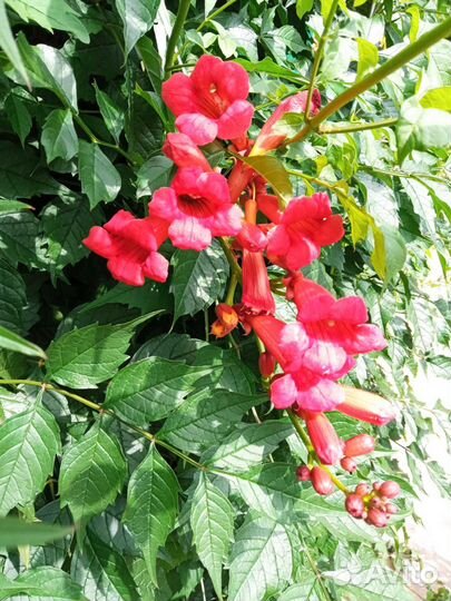 Многолетние цветы для сада