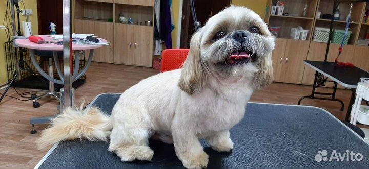 Груминг собак и кошек