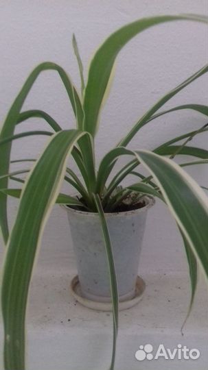 Хлорофитум