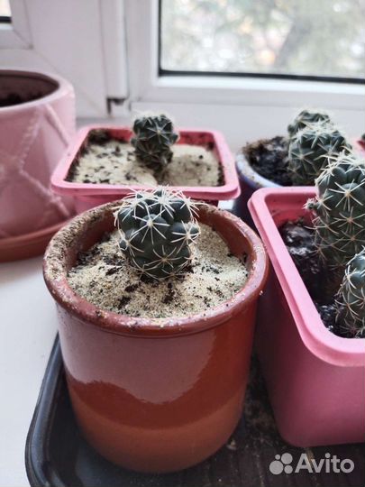 Кактус Корифанта