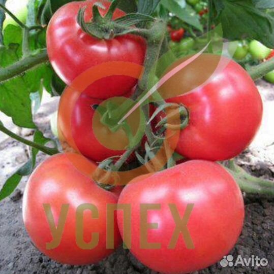 Семена томата Мей Шуай F1