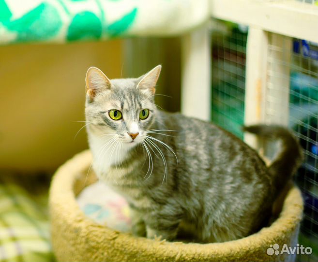 Кошка в дар