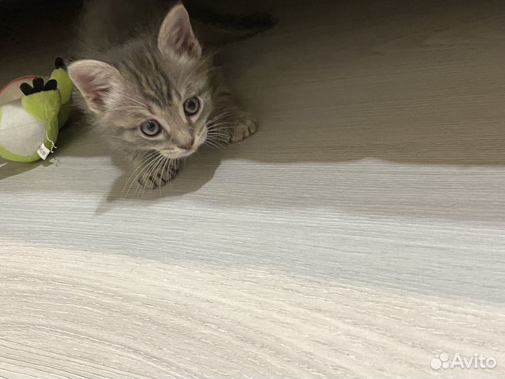 Котенок мальчик в добрые руки