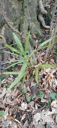 Пальма веерная. Трахикарпус форчуна