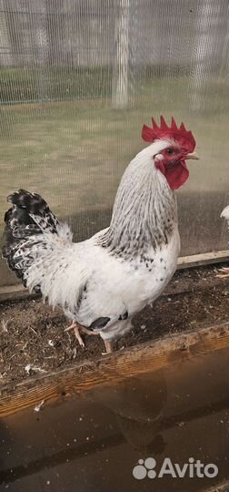 Петухи породы доминант и другие