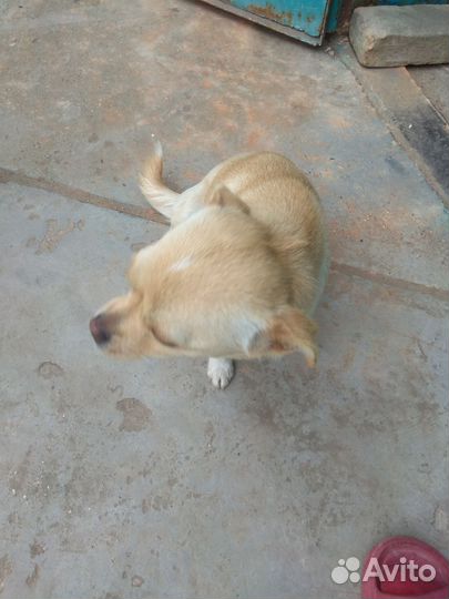 Собака в добрые руки отдам бесплатно