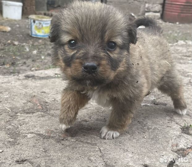 Щенки в дар в добрые руки