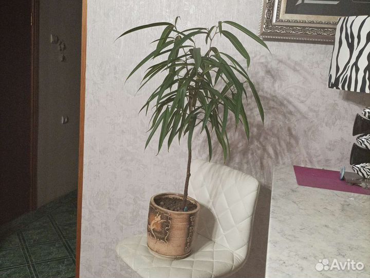 Комнатные растения Фикус Али- крупномер