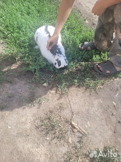 Кролики нпв