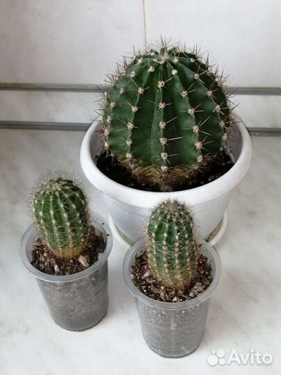 Крассула Овата. Кактус. Алоэ вера. Комнатные цветы