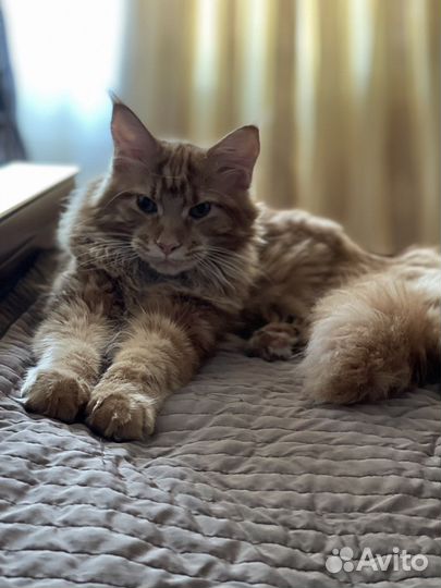 Кошки майкун