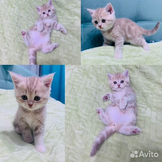 Шотландские котята