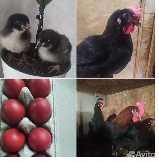 Инкубационное яйцо Маран