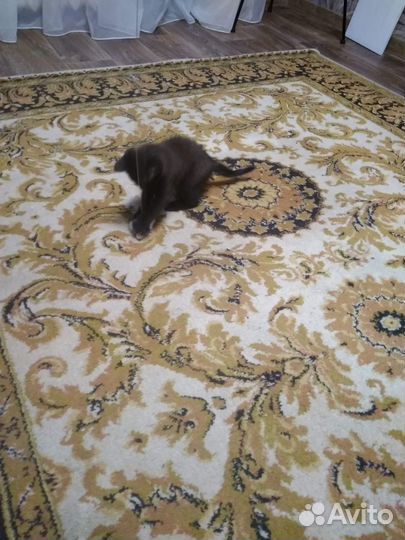 Ковер полушерстяной 2*4м